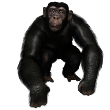 3 boyutlu, şeffaf bir arkaplanda izole edilmiş sevimli bir şempanzenin çizimi.