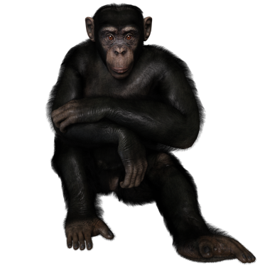 3 boyutlu, şeffaf bir arkaplanda izole edilmiş sevimli bir şempanzenin çizimi.