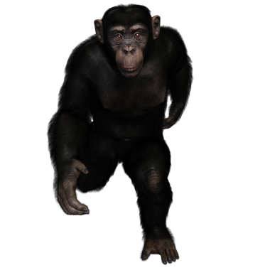 3 boyutlu, şeffaf bir arkaplanda izole edilmiş sevimli bir şempanzenin çizimi.