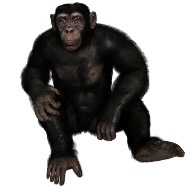 3 boyutlu, şeffaf bir arkaplanda izole edilmiş sevimli bir şempanzenin çizimi.