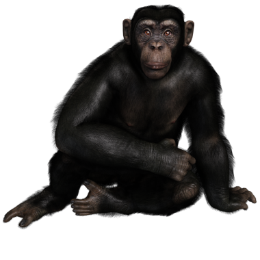 3 boyutlu, şeffaf bir arkaplanda izole edilmiş sevimli bir şempanzenin çizimi.