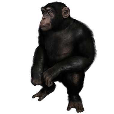 3 boyutlu, şeffaf bir arkaplanda izole edilmiş sevimli bir şempanzenin çizimi.
