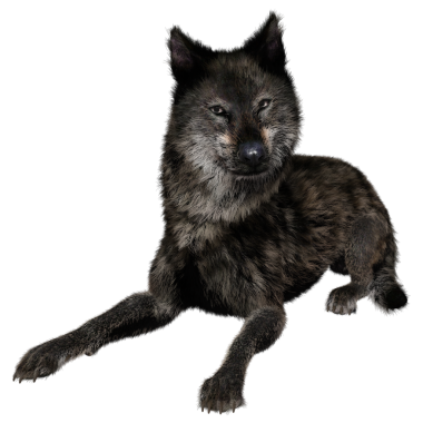 Saydam arkaplanda 3D izole edilmiş koyu kurt.