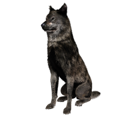 Saydam arkaplanda 3D izole edilmiş koyu kurt.