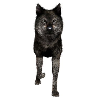 Saydam arkaplanda 3D izole edilmiş koyu kurt.