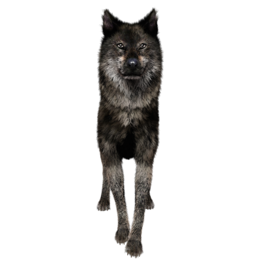 Saydam arkaplanda 3D izole edilmiş koyu kurt.