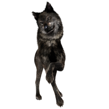 Saydam arkaplanda 3D izole edilmiş koyu kurt.