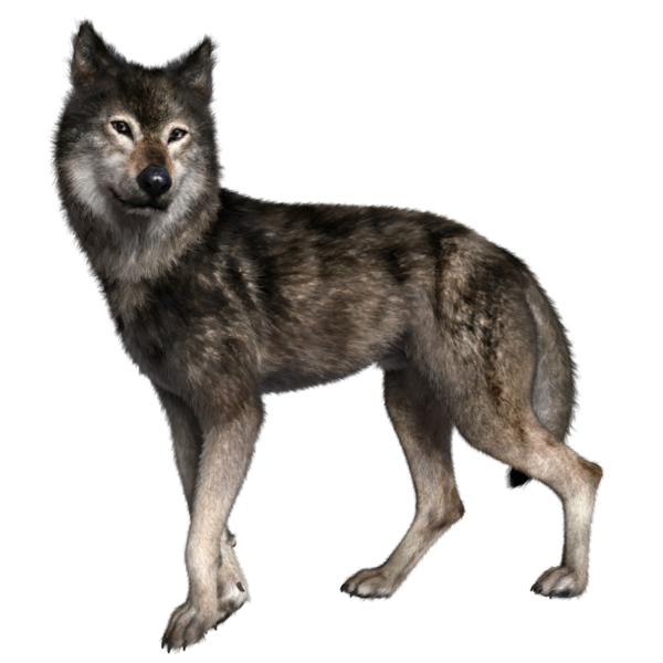 Şeffaf arkaplanda 3 boyutlu kahverengi kurt izole edildi