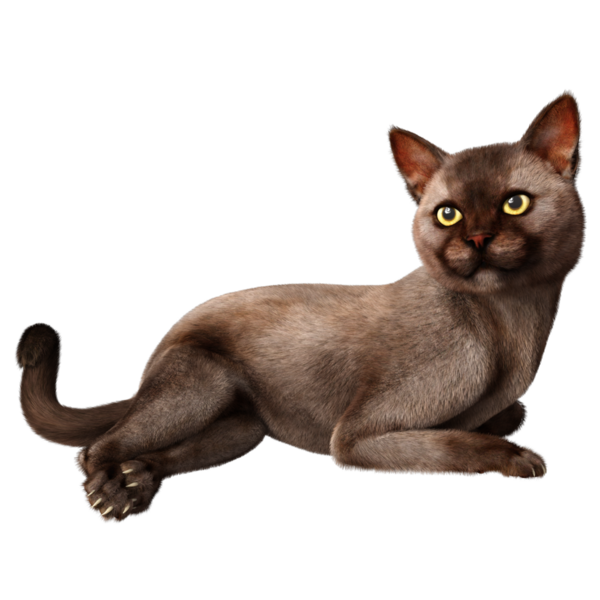 3 boyutlu sevimli kedi şeffaf arkaplanda izole edildi 