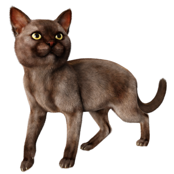 3 boyutlu sevimli kedi şeffaf arkaplanda izole edildi 