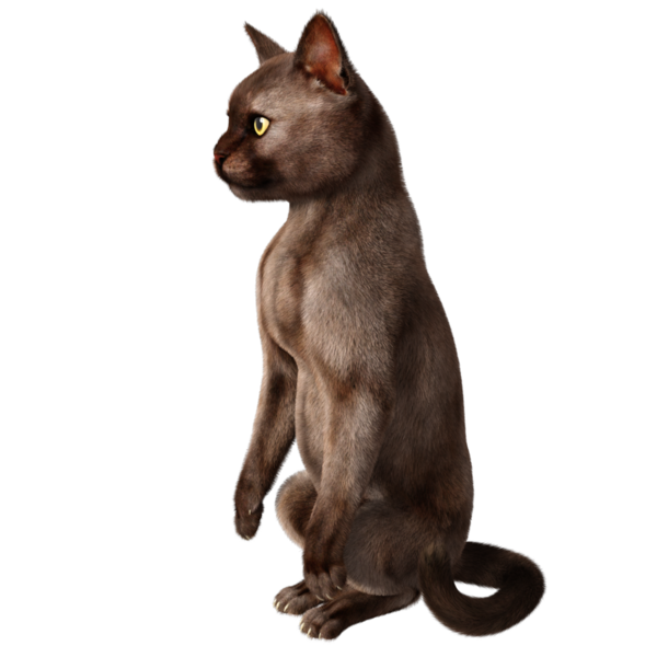 3 boyutlu sevimli kedi şeffaf arkaplanda izole edildi 