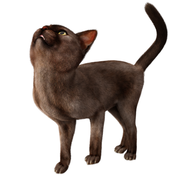 3 boyutlu sevimli kedi şeffaf arkaplanda izole edildi 