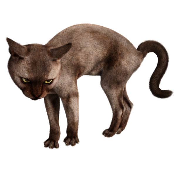 3 boyutlu sevimli kedi şeffaf arkaplanda izole edildi 