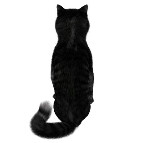 3D oluşturulmuş fantezi kara kedi şeffaf arka planda izole