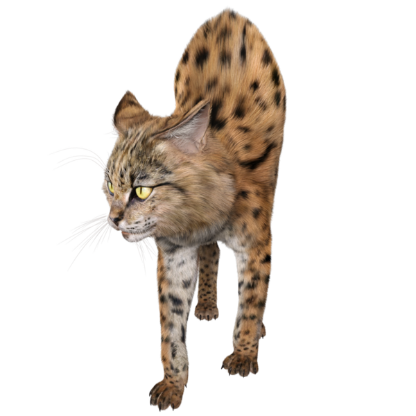 3 Boyutlu sevimli Savannah kedisi şeffaf arka planda izole edilmiş