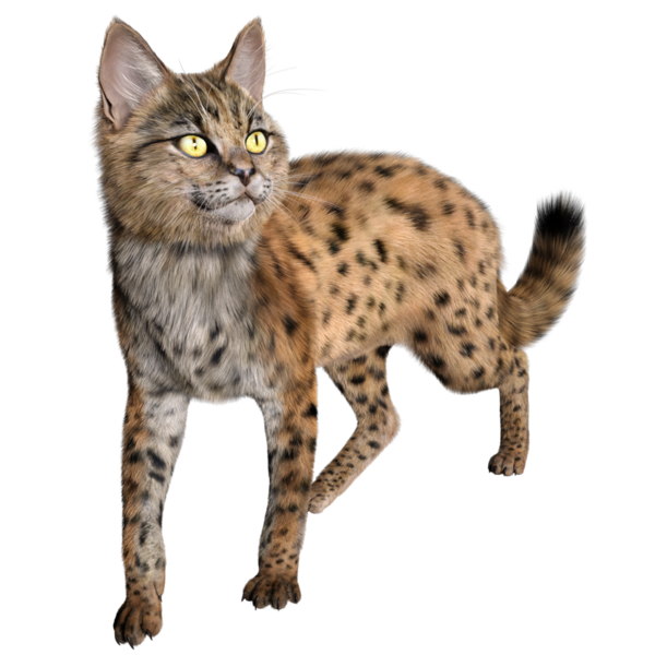 3 Boyutlu sevimli Savannah kedisi şeffaf arka planda izole edilmiş