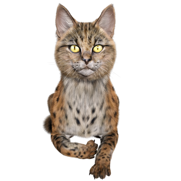 3 Boyutlu sevimli Savannah kedisi şeffaf arka planda izole edilmiş