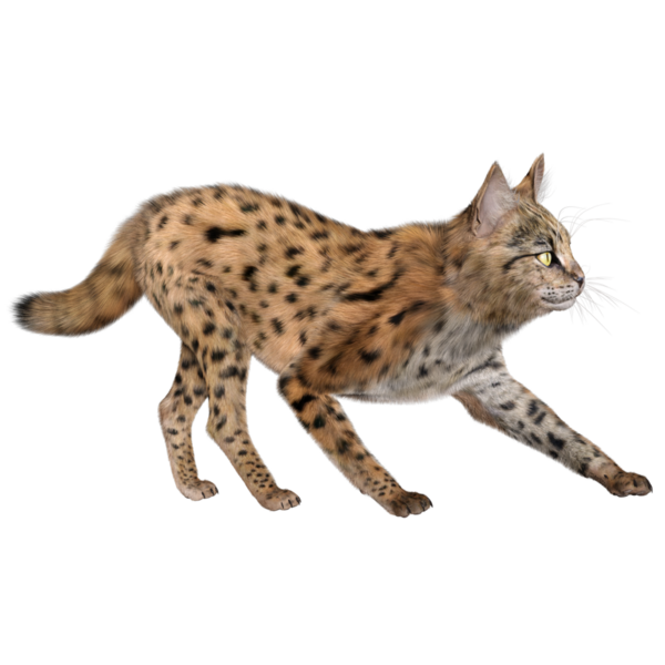 3 Boyutlu sevimli Savannah kedisi şeffaf arka planda izole edilmiş