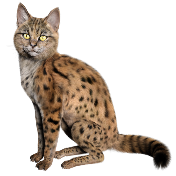 3 Boyutlu sevimli Savannah kedisi şeffaf arka planda izole edilmiş