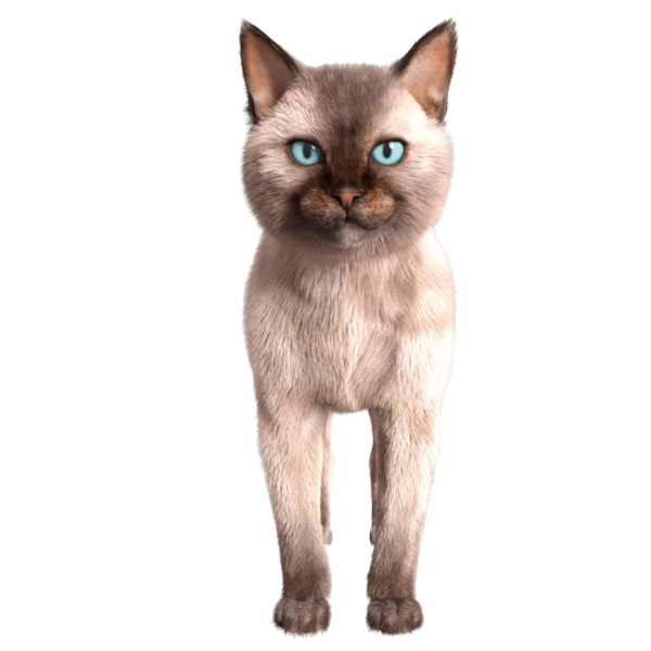 Şeffaf arkaplanda 3 boyutlu sevimli Siyam kedisi izole edilmiş