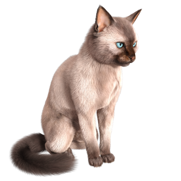 Şeffaf arkaplanda 3 boyutlu sevimli Siyam kedisi izole edilmiş