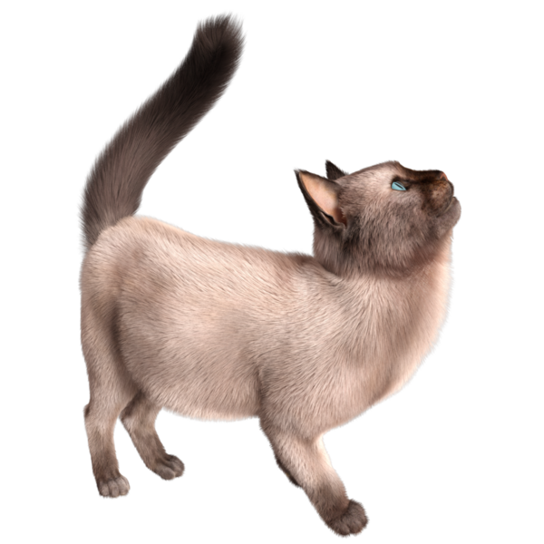 Şeffaf arkaplanda 3 boyutlu sevimli Siyam kedisi izole edilmiş