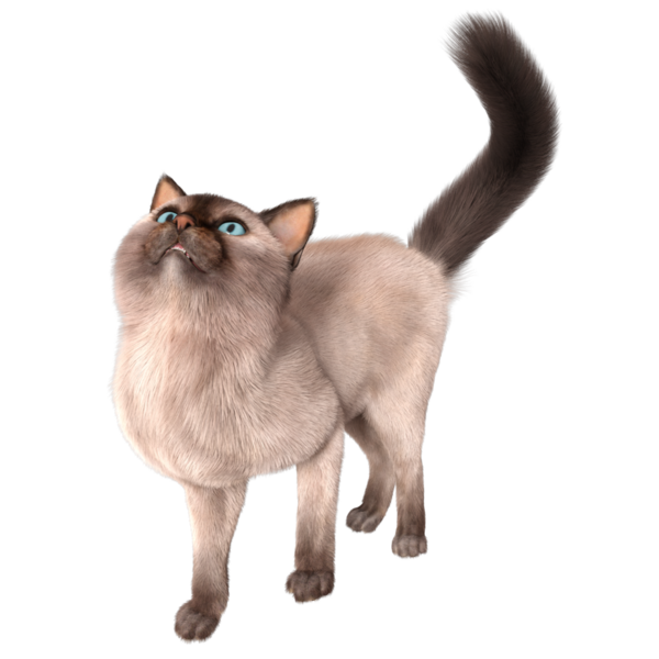 Şeffaf arkaplanda 3 boyutlu sevimli Siyam kedisi izole edilmiş