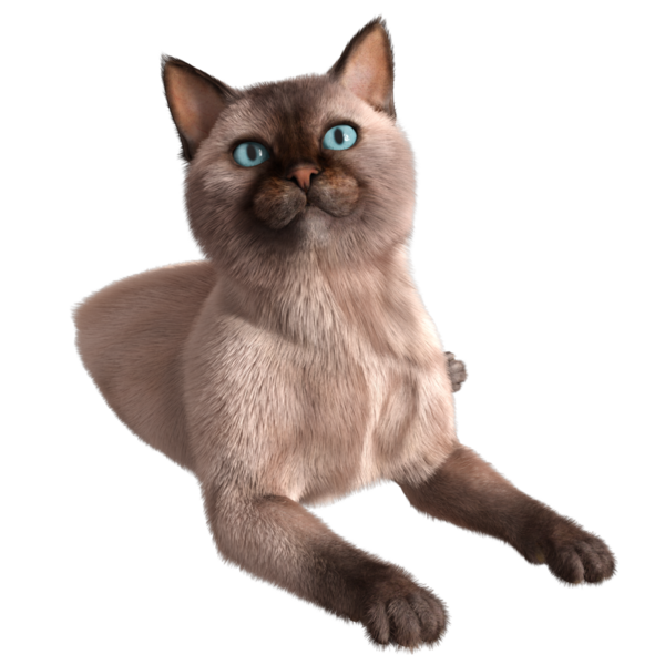 Şeffaf arkaplanda 3 boyutlu sevimli Siyam kedisi izole edilmiş