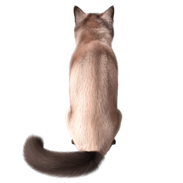 Şeffaf arkaplanda 3 boyutlu sevimli Siyam kedisi izole edilmiş