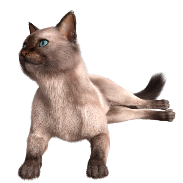 Şeffaf arkaplanda 3 boyutlu sevimli Siyam kedisi izole edilmiş