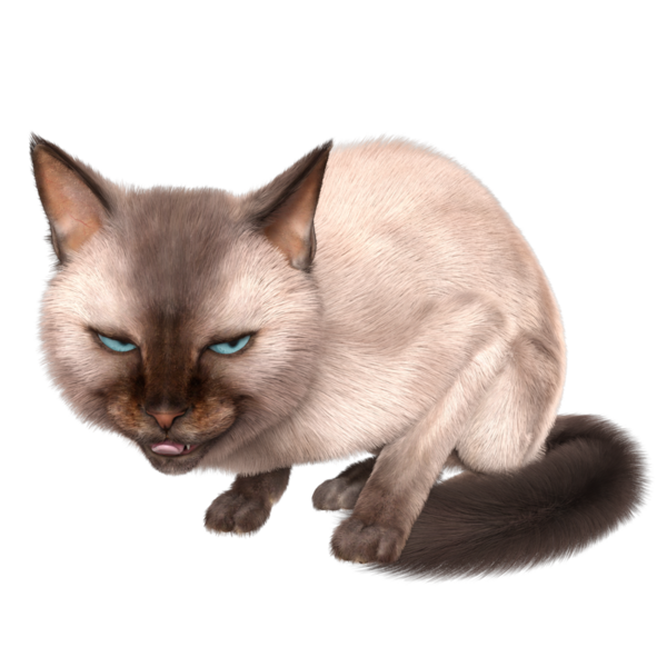 Şeffaf arkaplanda 3 boyutlu sevimli Siyam kedisi izole edilmiş