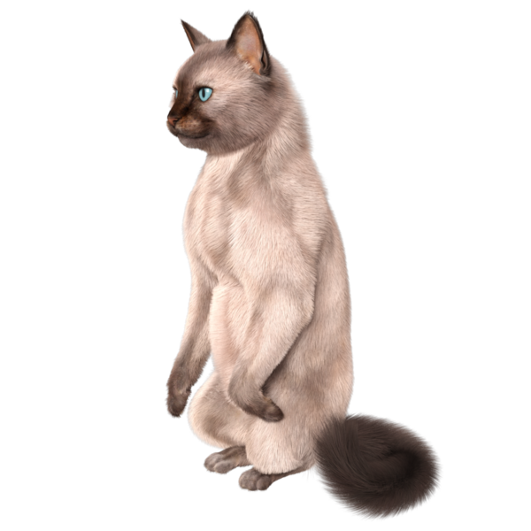 Şeffaf arkaplanda 3 boyutlu sevimli Siyam kedisi izole edilmiş