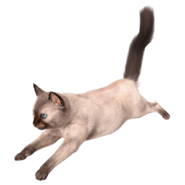 Şeffaf arkaplanda 3 boyutlu sevimli Siyam kedisi izole edilmiş