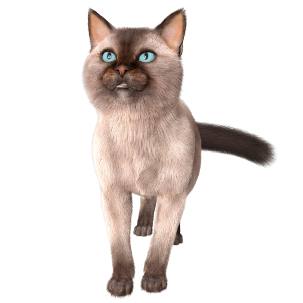 Şeffaf arkaplanda 3 boyutlu sevimli Siyam kedisi izole edilmiş