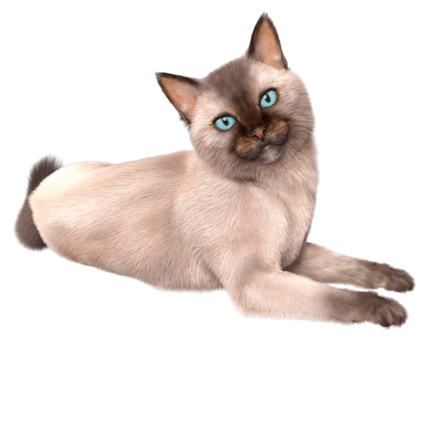 Şeffaf arkaplanda 3 boyutlu sevimli Siyam kedisi izole edilmiş