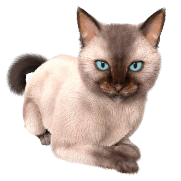 Şeffaf arkaplanda 3 boyutlu sevimli Siyam kedisi izole edilmiş