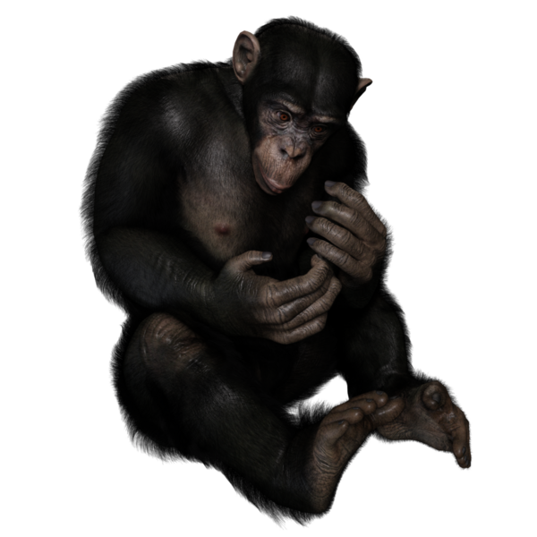 3 boyutlu, şeffaf bir arkaplanda izole edilmiş sevimli bir şempanzenin çizimi.