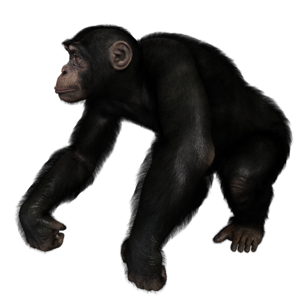3 boyutlu, şeffaf bir arkaplanda izole edilmiş sevimli bir şempanzenin çizimi.