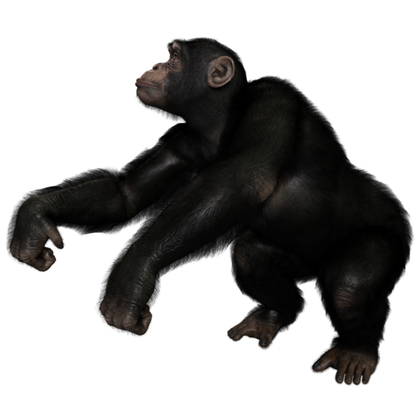 3 boyutlu, şeffaf bir arkaplanda izole edilmiş sevimli bir şempanzenin çizimi.