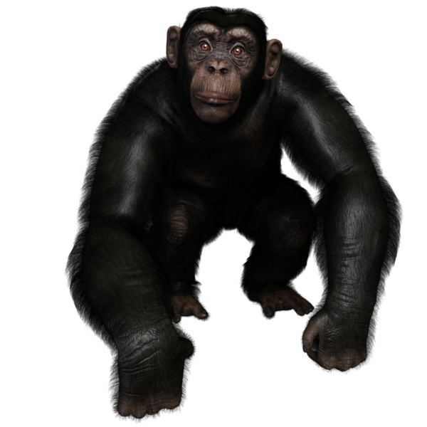 3 boyutlu, şeffaf bir arkaplanda izole edilmiş sevimli bir şempanzenin çizimi.