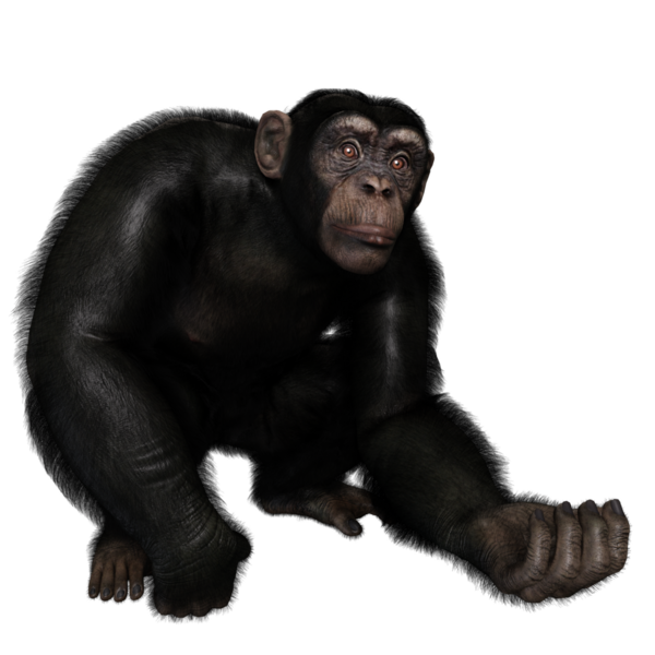3 boyutlu, şeffaf bir arkaplanda izole edilmiş sevimli bir şempanzenin çizimi.