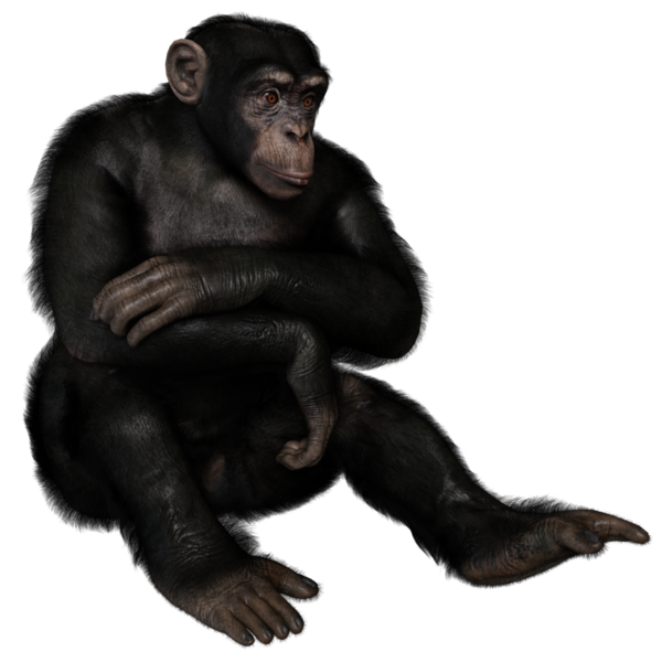 3 boyutlu, şeffaf bir arkaplanda izole edilmiş sevimli bir şempanzenin çizimi.