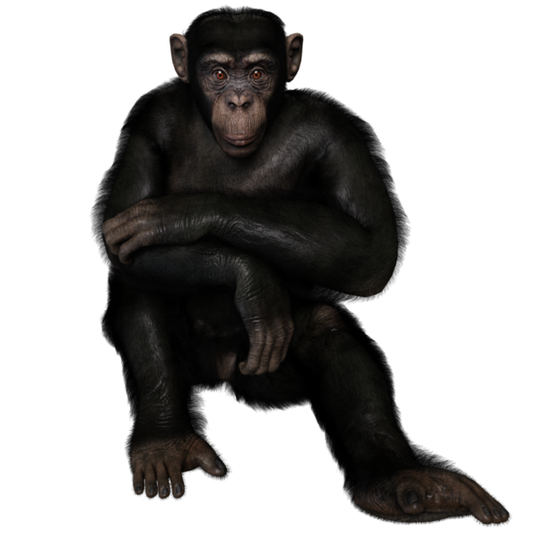 3 boyutlu, şeffaf bir arkaplanda izole edilmiş sevimli bir şempanzenin çizimi.