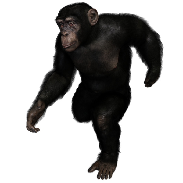 3 boyutlu, şeffaf bir arkaplanda izole edilmiş sevimli bir şempanzenin çizimi.