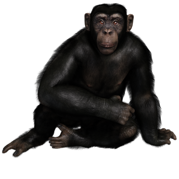 3 boyutlu, şeffaf bir arkaplanda izole edilmiş sevimli bir şempanzenin çizimi.