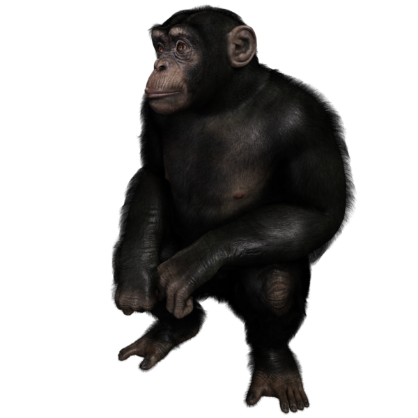 3 boyutlu, şeffaf bir arkaplanda izole edilmiş sevimli bir şempanzenin çizimi.