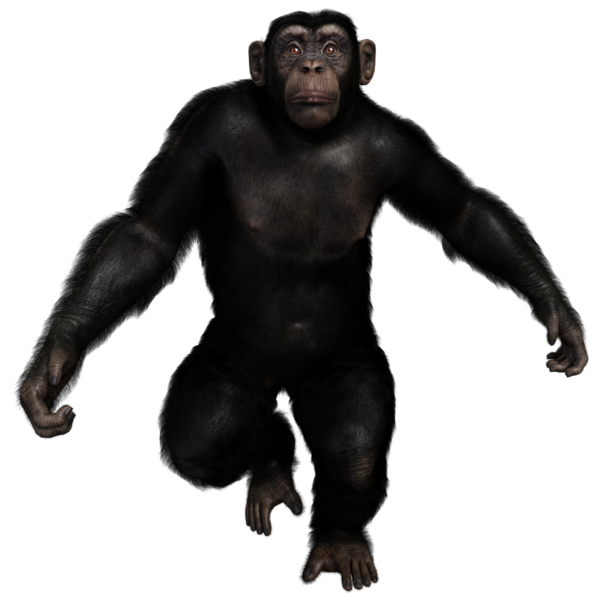 3 boyutlu, şeffaf bir arkaplanda izole edilmiş sevimli bir şempanzenin çizimi.