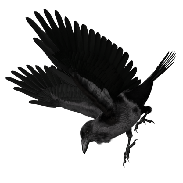 Şeffaf arkaplanda 3 boyutlu siyah kuzgun izole edildi