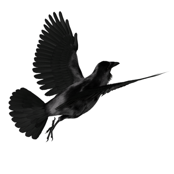 Şeffaf arkaplanda 3 boyutlu siyah kuzgun izole edildi