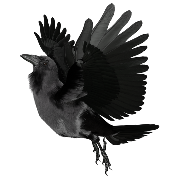 Şeffaf arkaplanda 3 boyutlu siyah kuzgun izole edildi